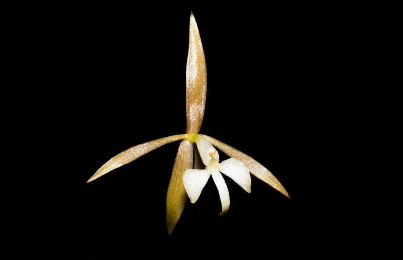 Imagem de Orquídea Epidendrum spWillis  MA