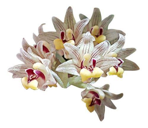 Imagem de Orquídea Eria Xanthocheila Planta Adulta Flor Exótica