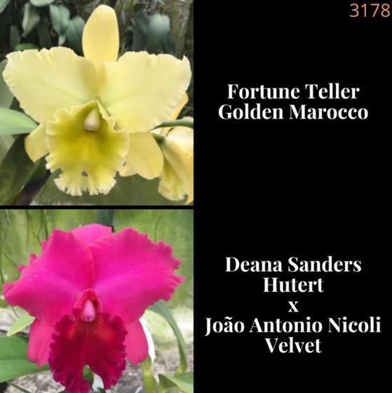 Imagem de Orquídea Fortune Teller x Deane Sanders (3178)