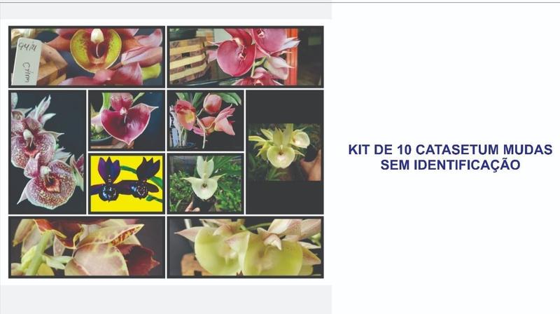 Imagem de Orquidea Kit 10 Catasetum - Sem Identificação - 