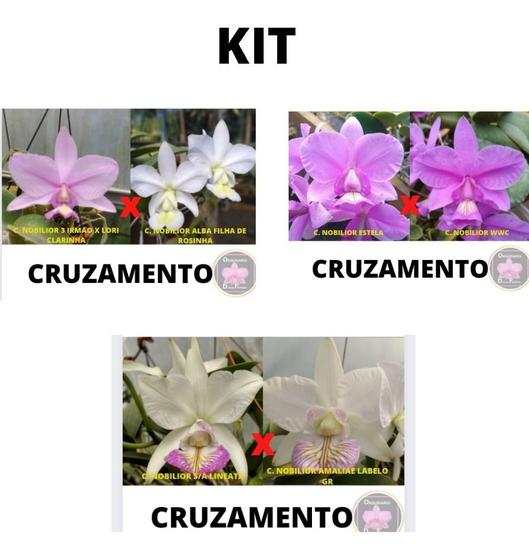 Imagem de Orquidea Kit 3 Cattleya Nobilior Selecionadas Cod 04