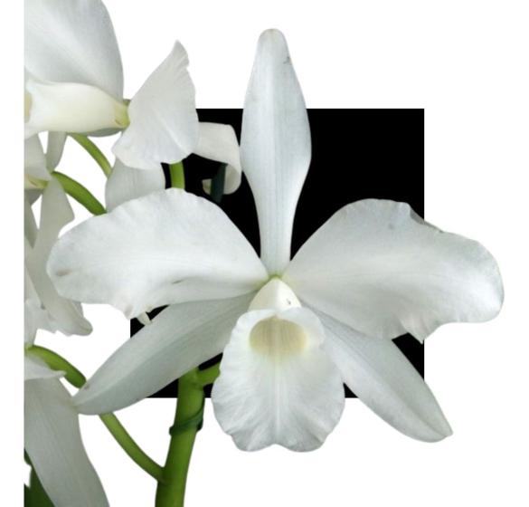 Imagem de Orquidea Laelia Purpurata (alba X Alba)