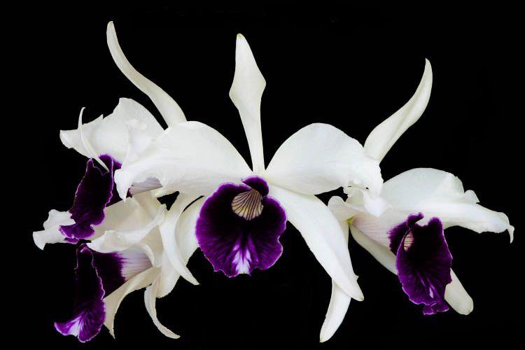 Orquídea Laelia purpurata roxo bispo x venosa - Outros Livros - Magazine  Luiza