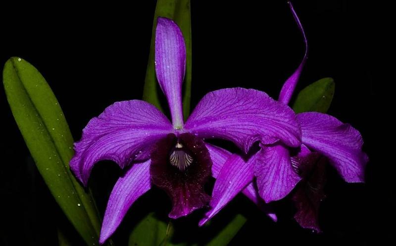 Imagem de Orquídea Laelia purpurata striata x sanguinea