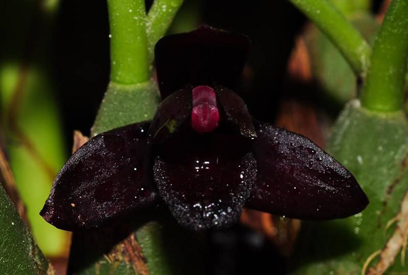 Orquídea Maxillaria schukeana ( orquídea negra ) - Cooperorchids - Planta e  Flor Natural - Magazine Luiza