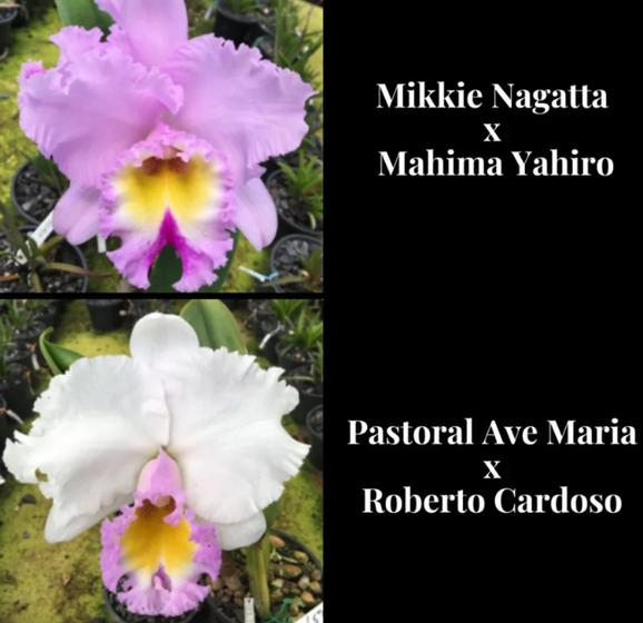Imagem de Orquídea Mikkie Nagatta x Pastoral (3145)