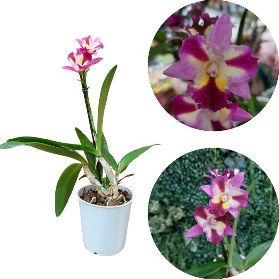 Imagem de Orquidea Mini Cattleya Sogodol Linda Adulta Planta Natural