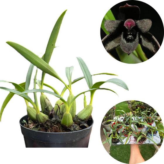 Imagem de Orquidea Negra Exótica Planta Adulta - Maxillaria Schunkeana