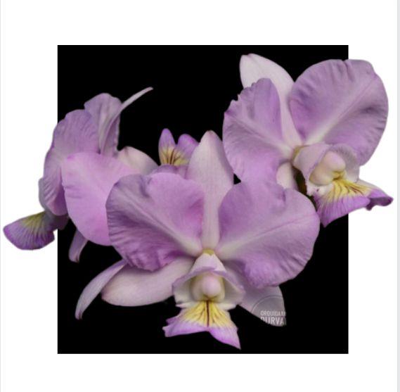 Imagem de Orquídea Nobilior Amaliae Morena Dos Olhos Azuis X Self