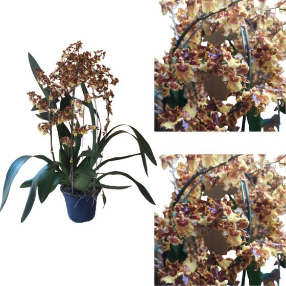 Imagem de Orquidea Oncidium Tropic Storm Pote 15 Planta Adulta Rara