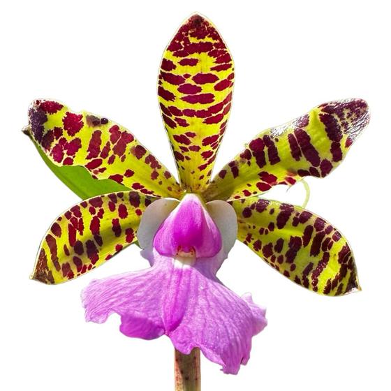 Imagem de Orquídea Perfumada Catleya Aclandiae Tipo - Planta Adulta