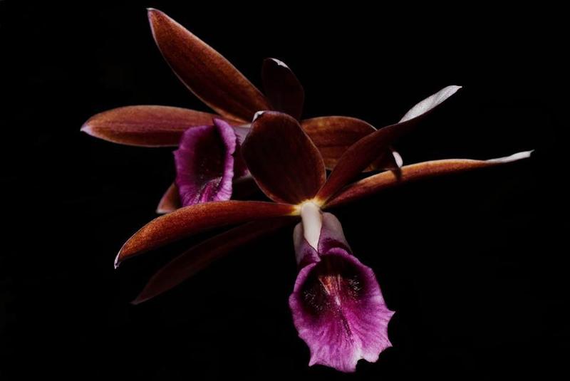 Orquídea Phaius tankervillae - cooperorchids - Cuidados com o Jardim -  Magazine Luiza
