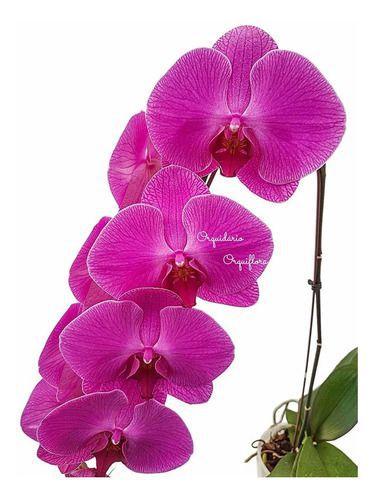 Orquídea Phalaenopsis Cascata Flor Rosa Planta Adulta 3 - Orquiflora -  Flores Artificiais - Magazine Luiza