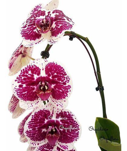 Orquídea Phalaenopsis Cascata Planta Adulta Natural N66 - Orquiflora -  Plantas Naturais - Magazine Luiza