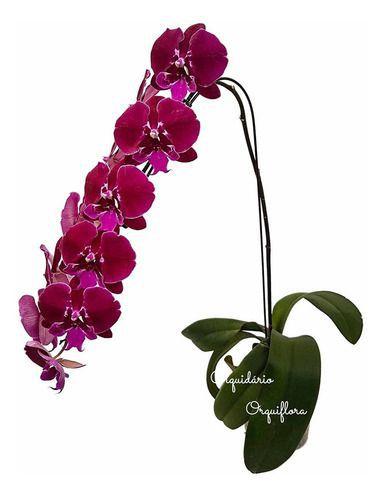 Orquídea Phalaenopsis Cascata Planta Adulta Natural N67 - Orquiflora -  Plantas Naturais - Magazine Luiza