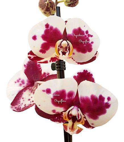 Orquídea Phalaenopsis Dalmata Planta Adulta Flor Pintalgada - Orquiflora -  Flor e Planta Artificial - Magazine Luiza