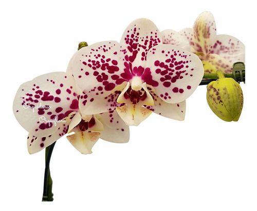 Orquídea Phalaenopsis Exótica Flor Pintalgada Planta Adulta - Orquiflora -  Flor e Planta Artificial - Magazine Luiza