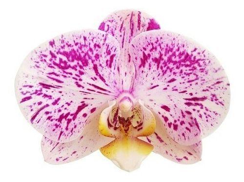 Orquídea Phalaenopsis Flor Lilás E Branca ! Planta Adulta ! - Orquiflora -  Flores de Natal - Magazine Luiza