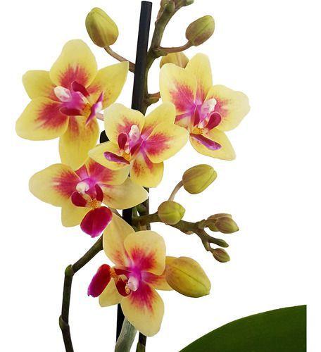 Orquídea Phalaenopsis Mini Flor Amarela, Planta Adulta - Orquiflora -  Flores de Natal - Magazine Luiza