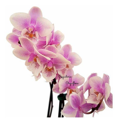 Orquídea Phalaenopsis Mini Flor Branca E Lilás Planta Adulta - Orquiflora -  Flores de Natal - Magazine Luiza