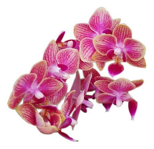 Imagem de Orquídea Phalaenopsis Mini Flor Rosé Linda Delicada Natural Exótica Rara Jardins Natureza