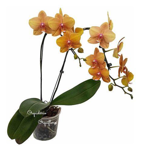 Orquídea Phalaenopsis Planta Adulta Natural N72 - Orquiflora - Flores -  Magazine Luiza