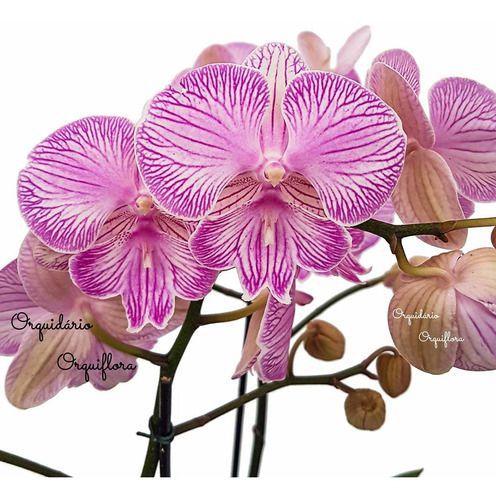 Orquídea Phalaenopsis Trilabelo Planta Adulta Flor Rosa - Orquiflora -  Plantas Artificiais - Magazine Luiza