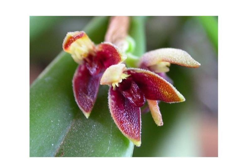 Orquídea Pleurothallis aphthosa - cooperorchids - Cuidados com o Jardim -  Magazine Luiza