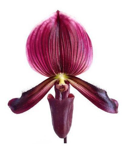 Orquídea Rara Sapatinho Paphiopedilum Maudiae Black Jack - Orquiflora -  Flor e Planta Artificial - Magazine Luiza