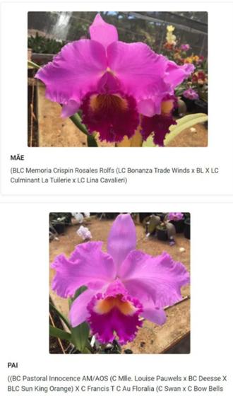Orquídea Roxa Muda (3073) - Fabricação própria - Planta e Flor Natural -  Magazine Luiza