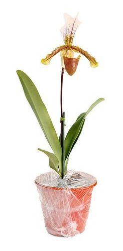 Imagem de Orquidea Sapatinho Com Vaso ! Paphiopedilum Insigne Adulto!