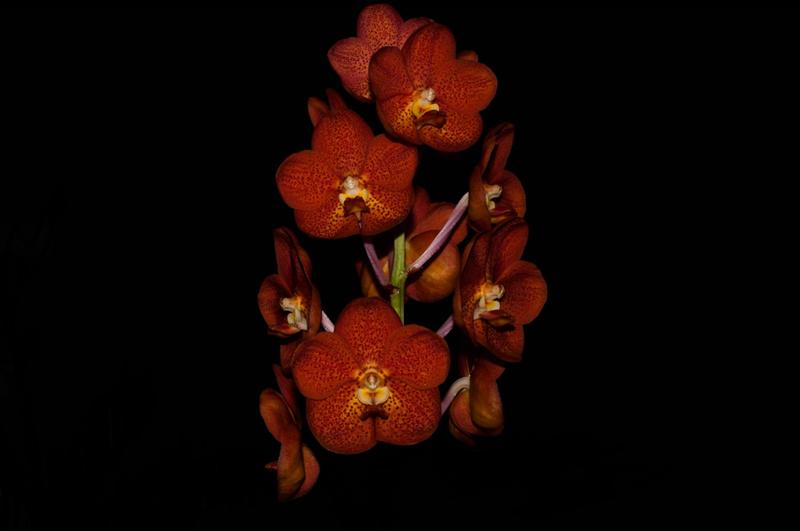 Imagem de Orquídea Vanda ascda kultanaselmon