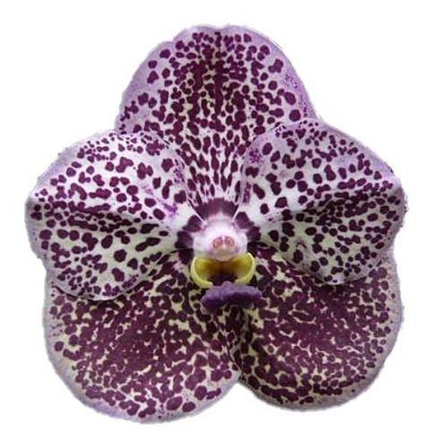 Orquídea Vanda Kulwadee Fragance - ORQUIVITRO - Plantas Naturais - Magazine  Luiza