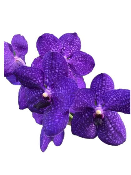 Imagem de Orquídea Vanda Roxa Muda Enraizada