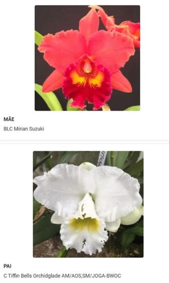 Orquídea vermelha e branca Muda (3305) - Fabricação própria - Muda -  Magazine Luiza