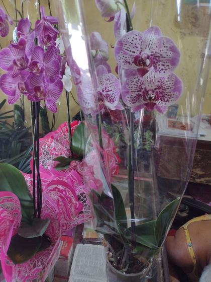 Orquídeas - Floricultura pilar do sul - Fertilizante para Plantas -  Magazine Luiza