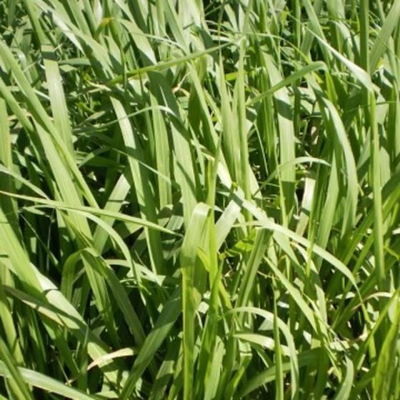 Panicum maximum cv. mombaça s2 incrustar grafitada (spv 80) 10 kg ...