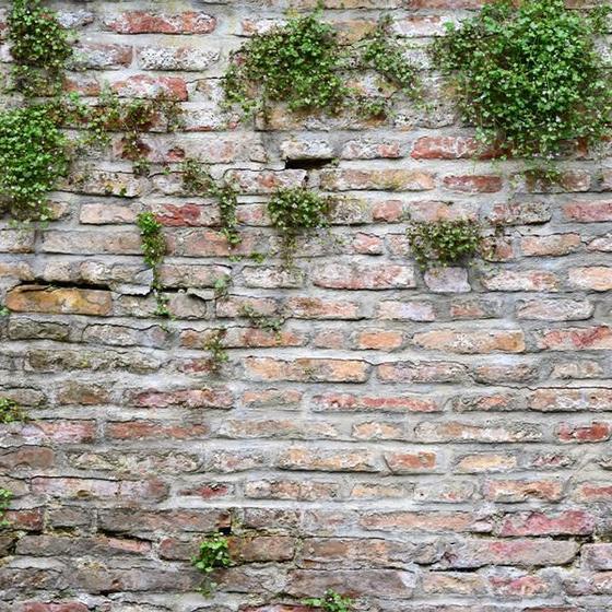 Imagem de Papel de Parede Muro Ingles Envelhecido Rustico Tijolos Flor