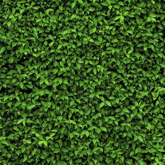 Imagem de Papel de Parede Muro Verde Definido Com Plantas