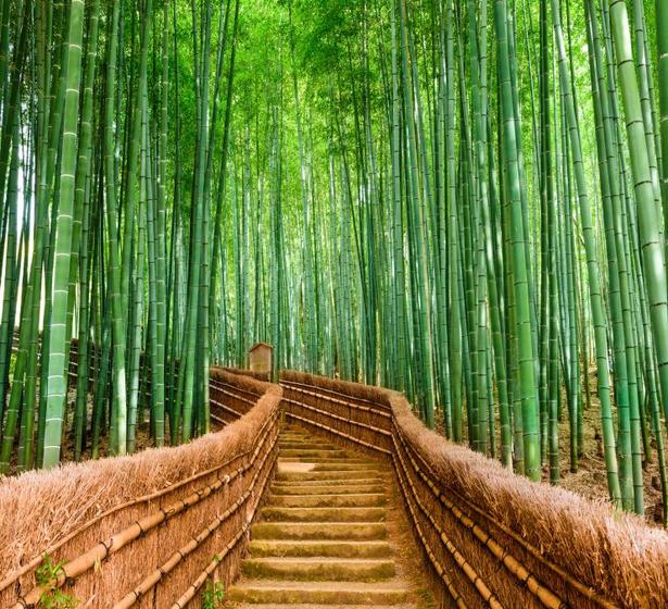 Imagem de Papel De Parede Natureza Floresta Bambu Japão Completo GG585