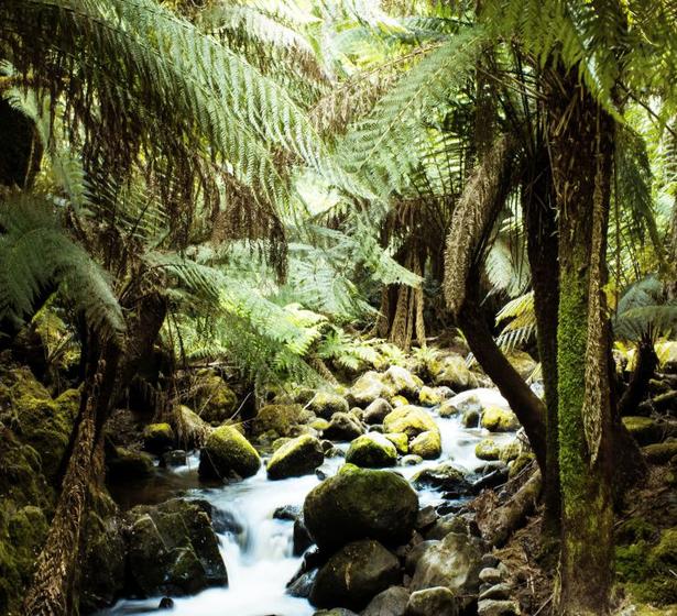 Imagem de Papel De Parede Paisagem Rio Natureza Adesivo Floresta GG418