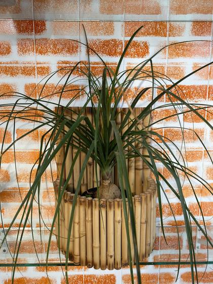 Pata de elefante em bambu de parede - Flores - Prato Infantil - Magazine  Luiza