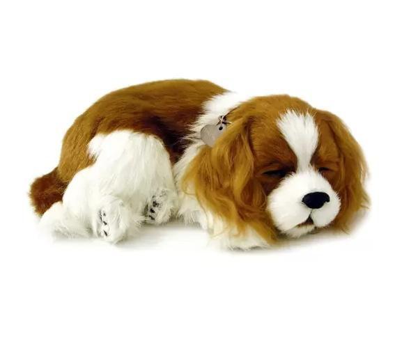 Imagem de Pelucia Perfect Petzzz Cavalier King