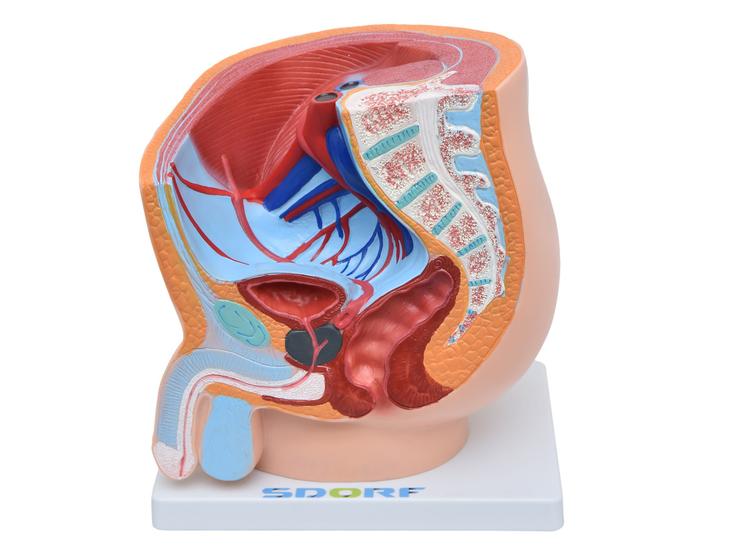 Imagem de Pelve Masculina em Secção 1 Parte, Anatomia