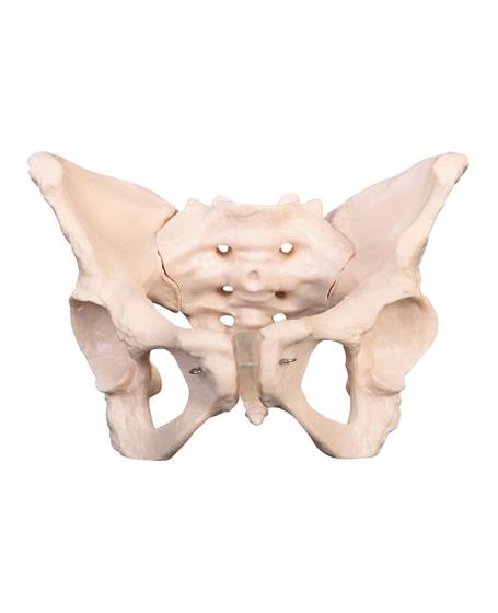 Imagem de Pélvis Feminino Adulta - Esqueleto Pélvico Anatomia