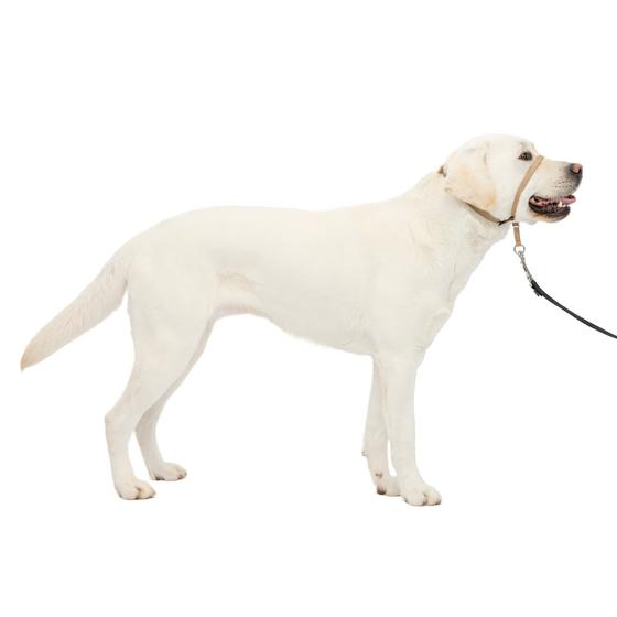 Imagem de PetSafe Gentle Leader Headcollar, No-Pull Dog Collar  Perfect for Leash & Harness Training  impede animais de puxar e engasgar em caminhadas  Grande, Fawn