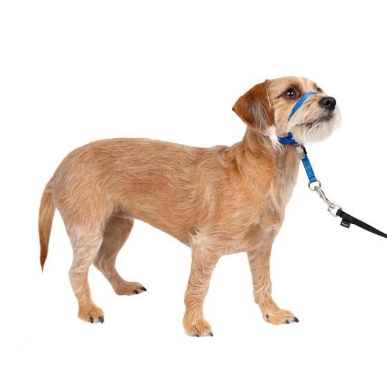 Imagem de PetSafe Gentle Leader Headcollar, No-Pull Dog Collar  Perfect for Leash & Harness Training  impede animais de puxar e engasgar em caminhadas  Pequeno, Azul Real