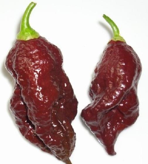 Imagem de Pimenta Bhut Jolokia Chocolate - 400mg De Sementes