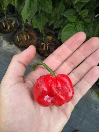 Imagem de Pimenta Moruga Red - 400mg De Sementes