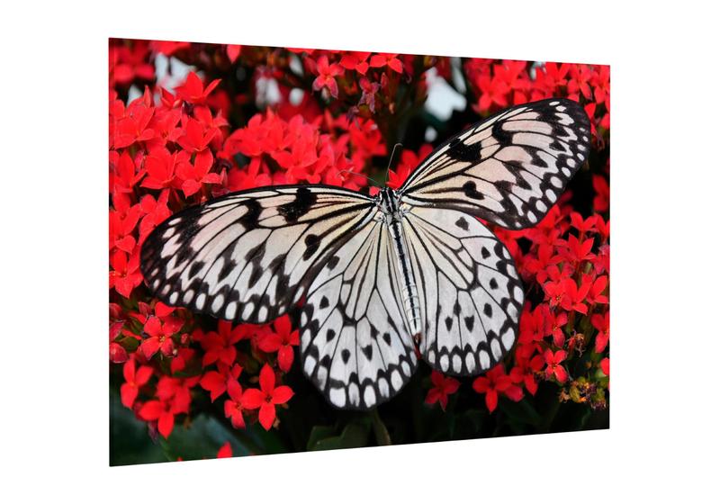 Imagem de Placa decorativa - borboleta e flores decoração